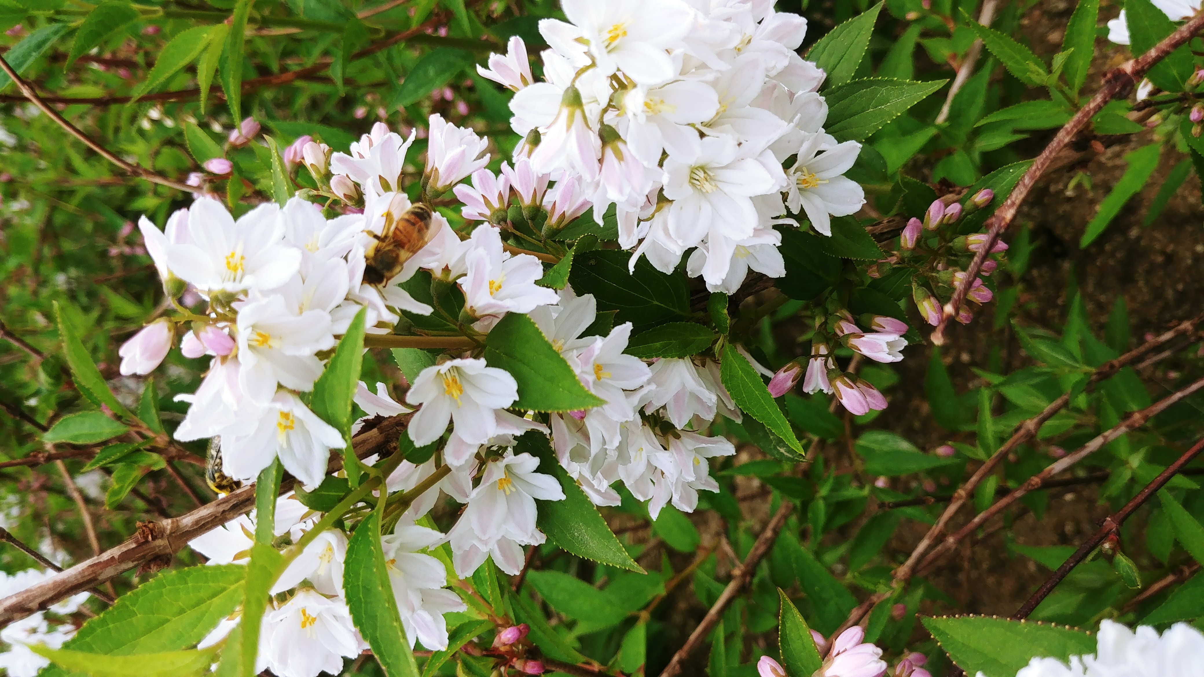 Deutzia rosea 'Campanulata'